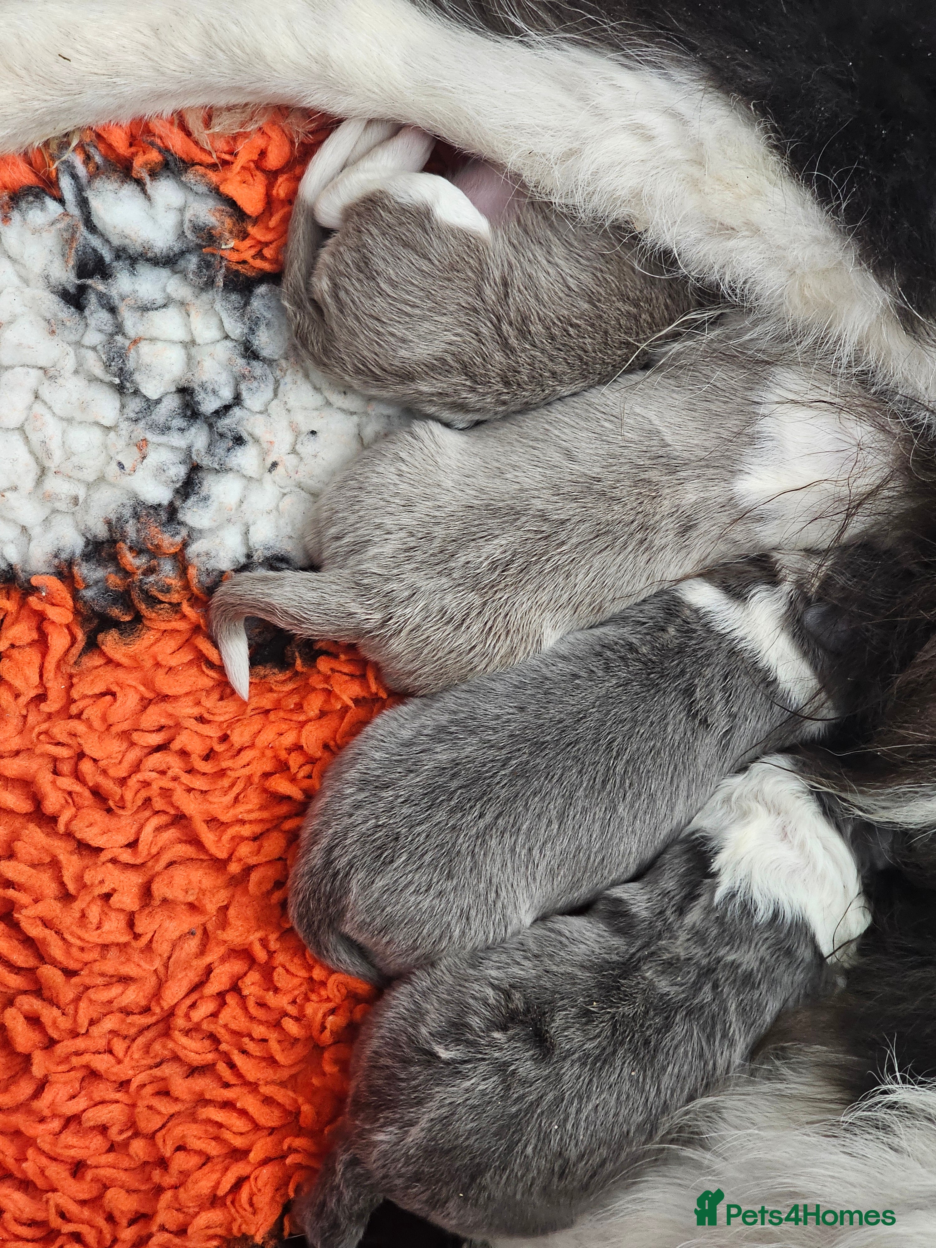 Border Collie dogs Blue white border collie pups - Advert 12