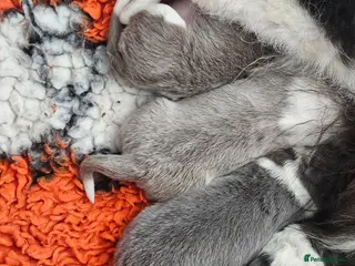 Border Collie dogs Blue white border collie pups - Advert 1