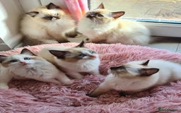 Ragdoll cats for sale: 5 Purebred Ragdolls – Loving Homes Needed - Image 1