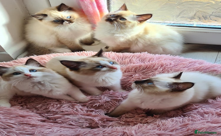 Ragdoll cats - Advert 15