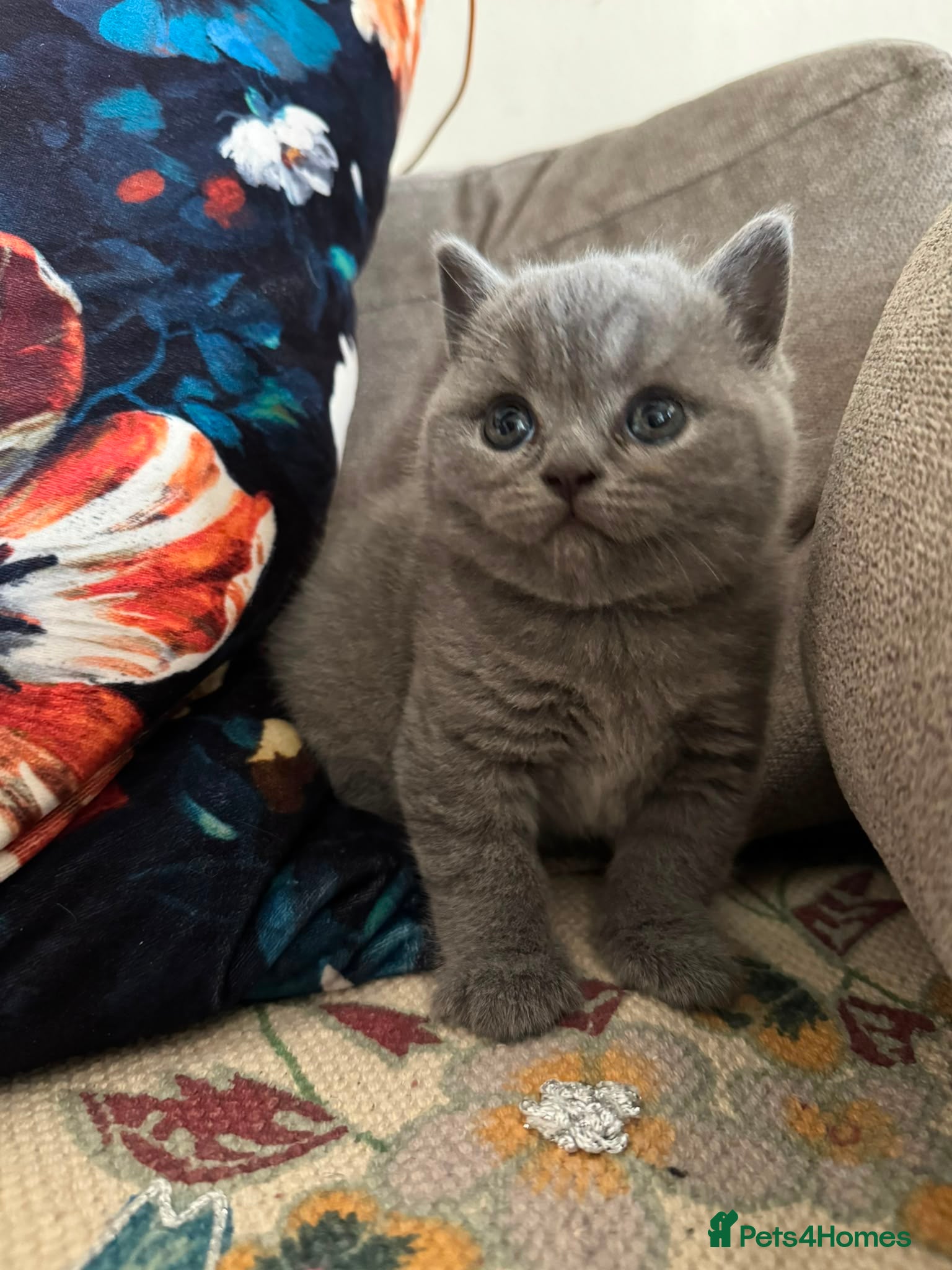 British Shorthair cats  Adorable kittenBlue British Shorthair  GCCF - Advert 3