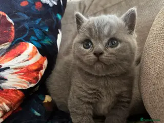 British Shorthair cats Adorable kittenBlue British Shorthair GCCF - Advert 2
