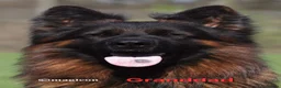 German Shepherd dogs for sale: KC, DM clear, health tested, German Shepherds  - Advert 4