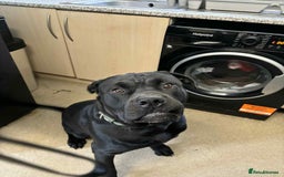 Mixed Breed dogs for sale:  cane corso cross rottweiler 1yr old  - Image 4
