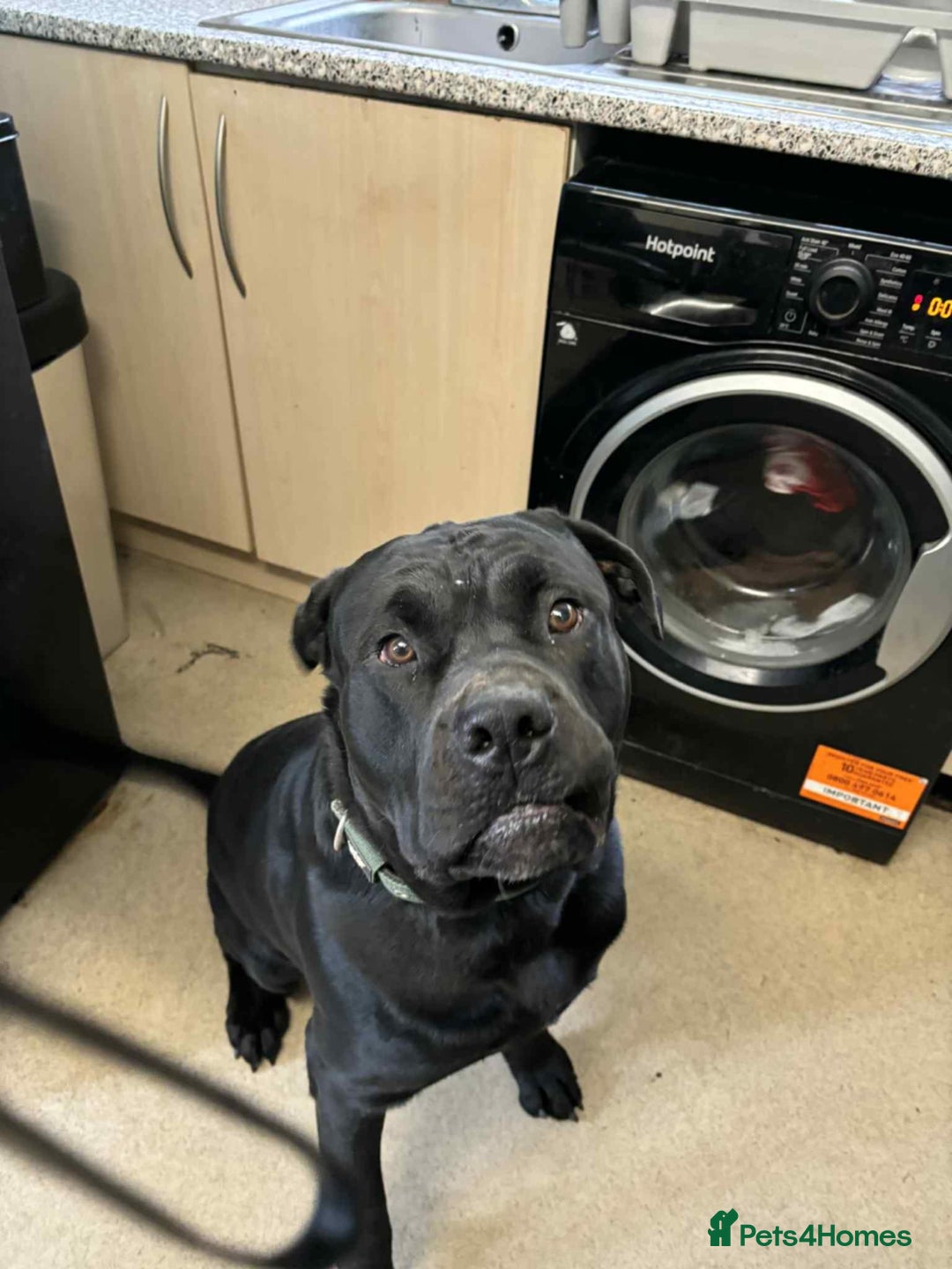Mixed Breed dogs for sale:  cane corso cross rottweiler 1yr old  - Image 4