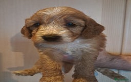 Cockapoo dogs for sale: Beautiful F1 Cockapoo puppies - Image 2