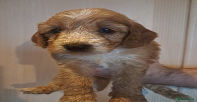 Cockapoo dogs - Advert 1