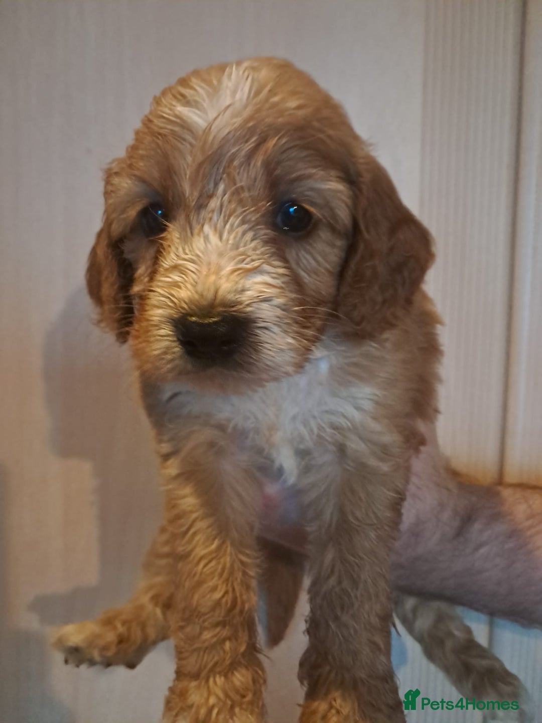 Cockapoo dogs for sale: Beautiful F1 Cockapoo puppies - Image 2