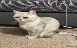 British Shorthair cats for sale: British Short Hair - Silver Shaded - Stormi - Image 6