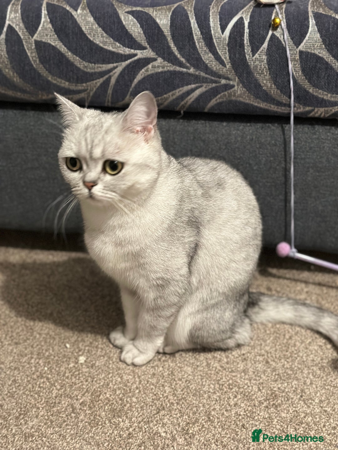 British Shorthair cats for sale: British Short Hair - Silver Shaded - Stormi - Image 6