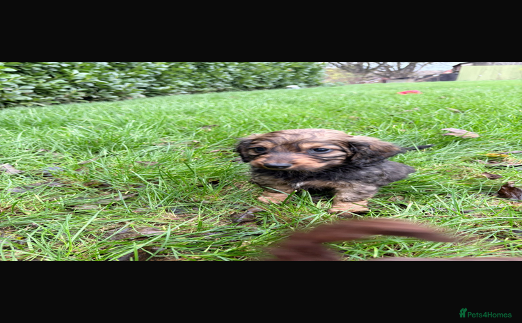 Mixed Breed dogs - Advert 4