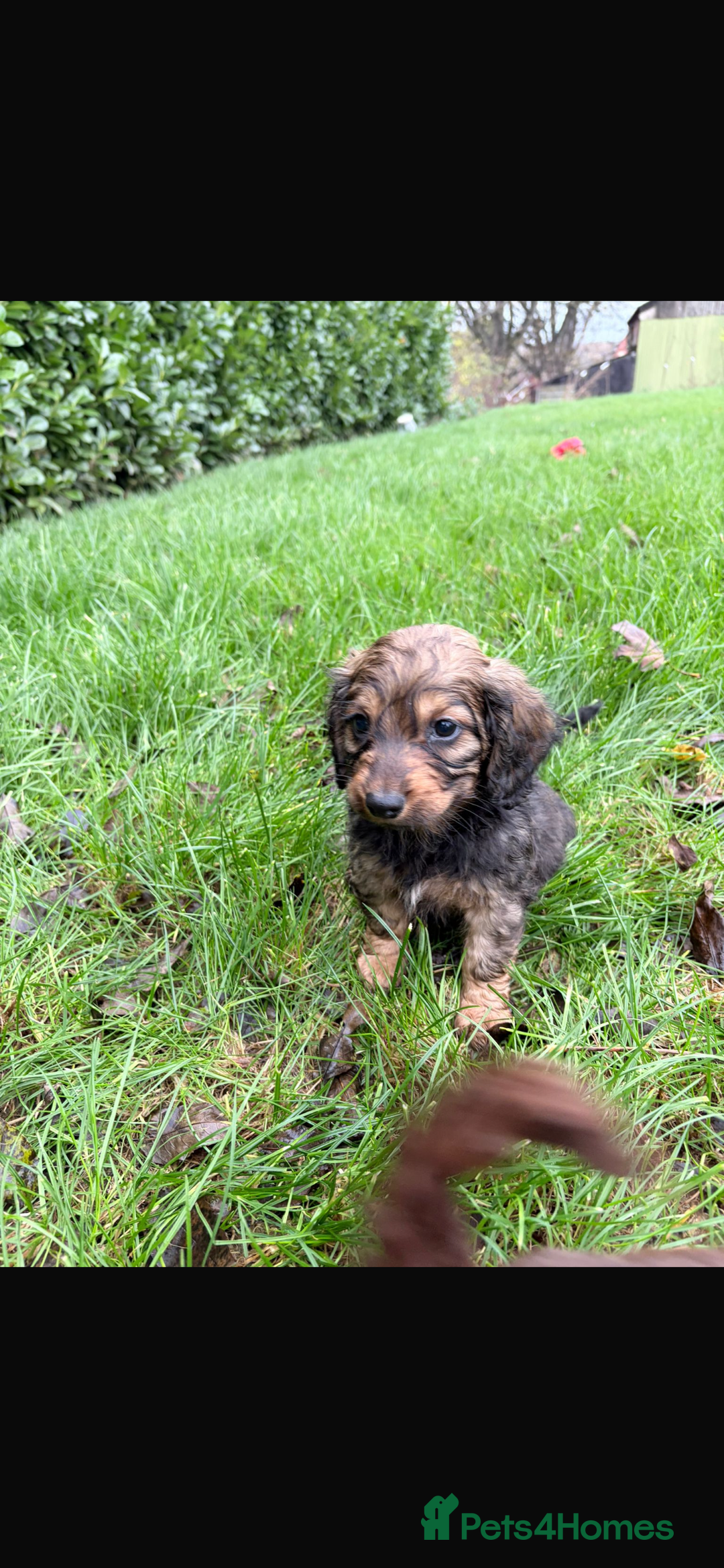 Mixed Breed dogs for sale: Dachshund x Jack pussell - Image 1