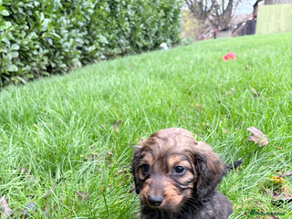 Mixed Breed dogs for sale - Advert 1