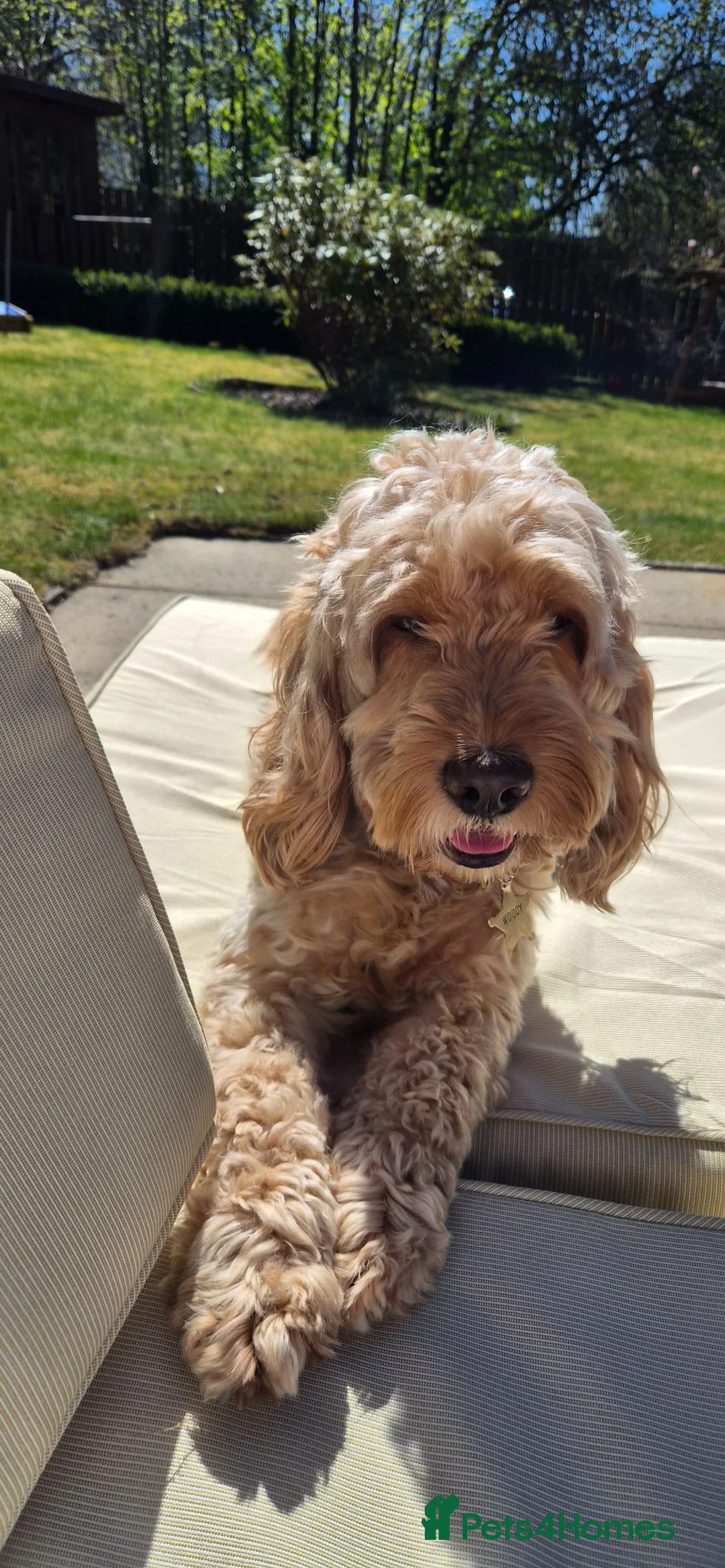 Cockapoo dogs for stud: Lovely proven F1 cockapoo for stud -Health Checked - Advert 2