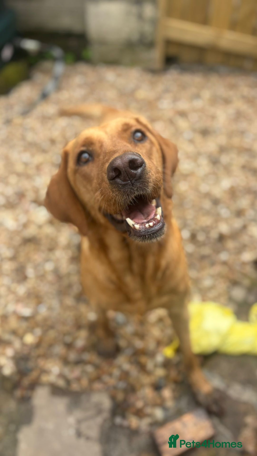 Goldador dogs for sale: Goldador  - Advert 10