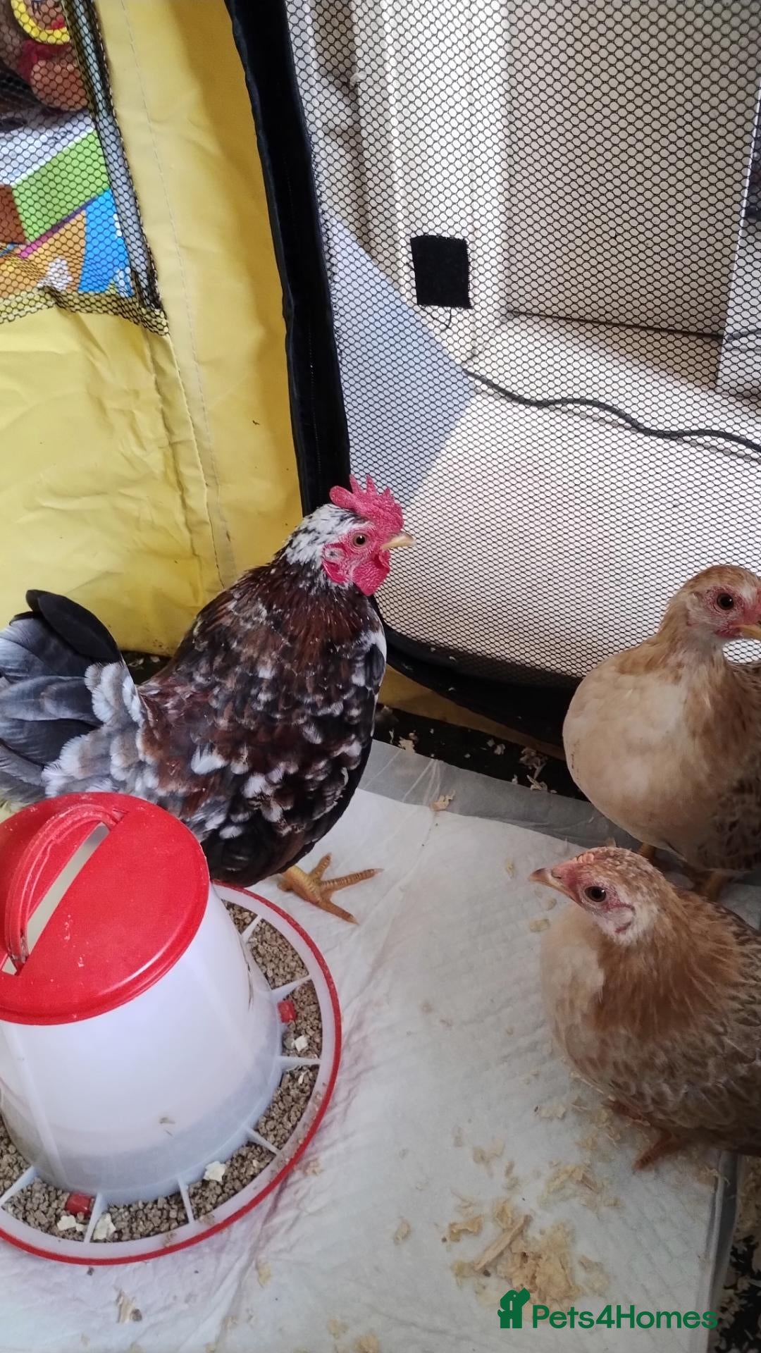 Chickens poultry 2 X trio serama chicks  - Advert 2