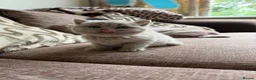 British Shorthair cats for sale: Chunky Lilac British Shorthair Kittens for sale!!! - Advert 11