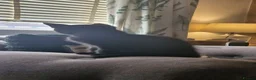 Mixed Breed cats for sale: 4 female kittens available  in Glasgow - Advert 8