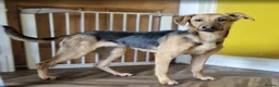 Mixed Breed dogs for sale: Lovely Lucy 7 months old is ready to find her home - Advert 5