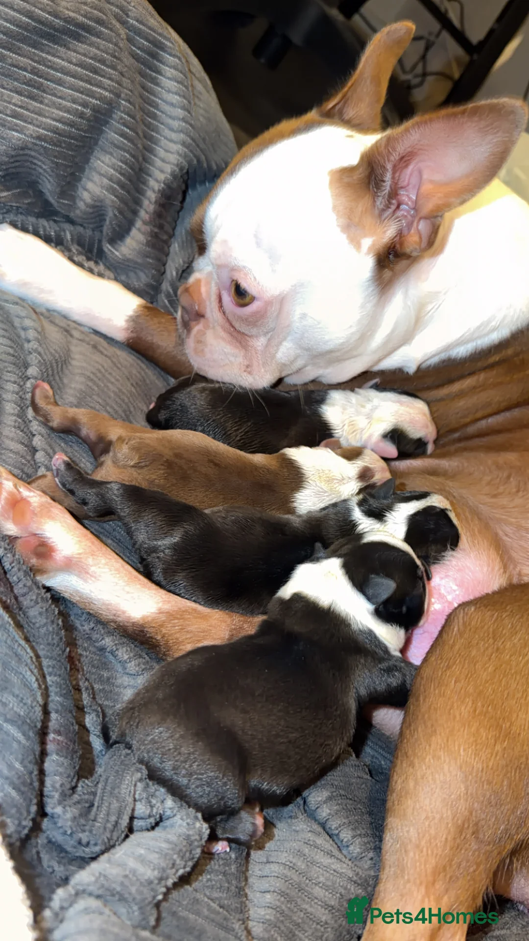 Boston Terrier dogs for sale: Quality Lines KC Registered Boston Terrier Puppies - Advert 13