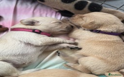 Goldador dogs for sale: Beautiful litter off 11 goldador puppies  - Image 15