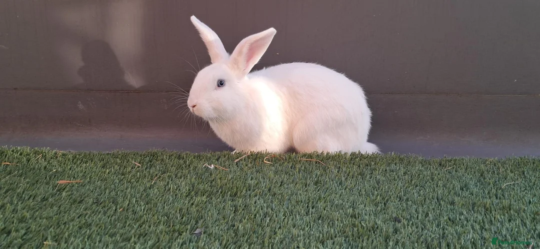 English Lop rabbits for sale: Rabbit for sale.£40 - Advert 1