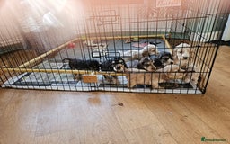 Cocker Spaniel dogs for sale: Show type Cocker spaniel puppies for sale - Image 11