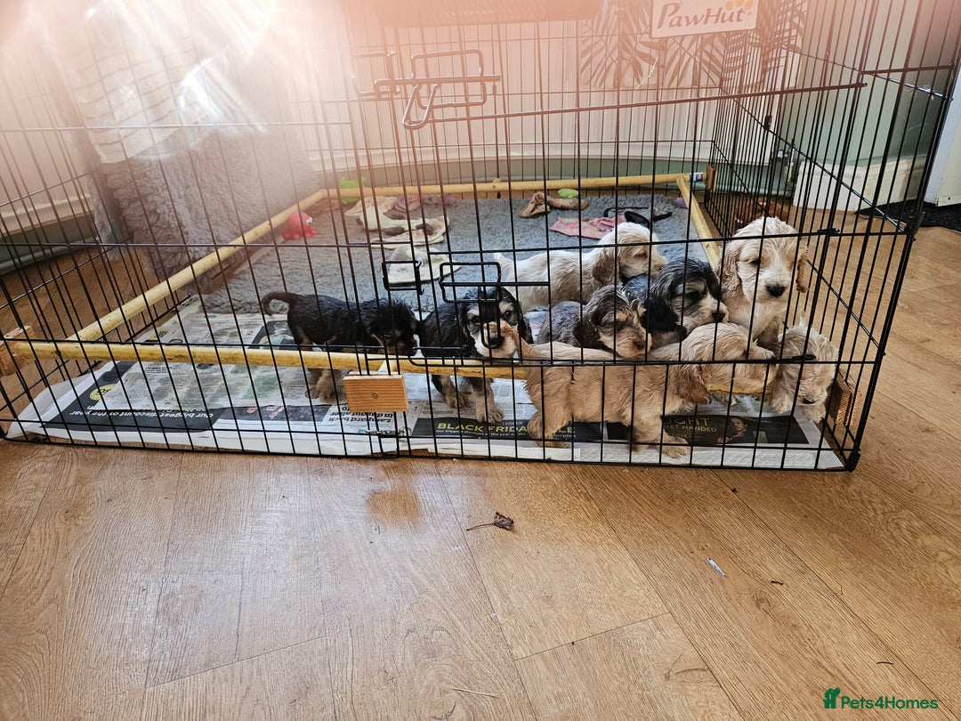 Cocker Spaniel dogs for sale: Show type Cocker spaniel puppies for sale - Image 11