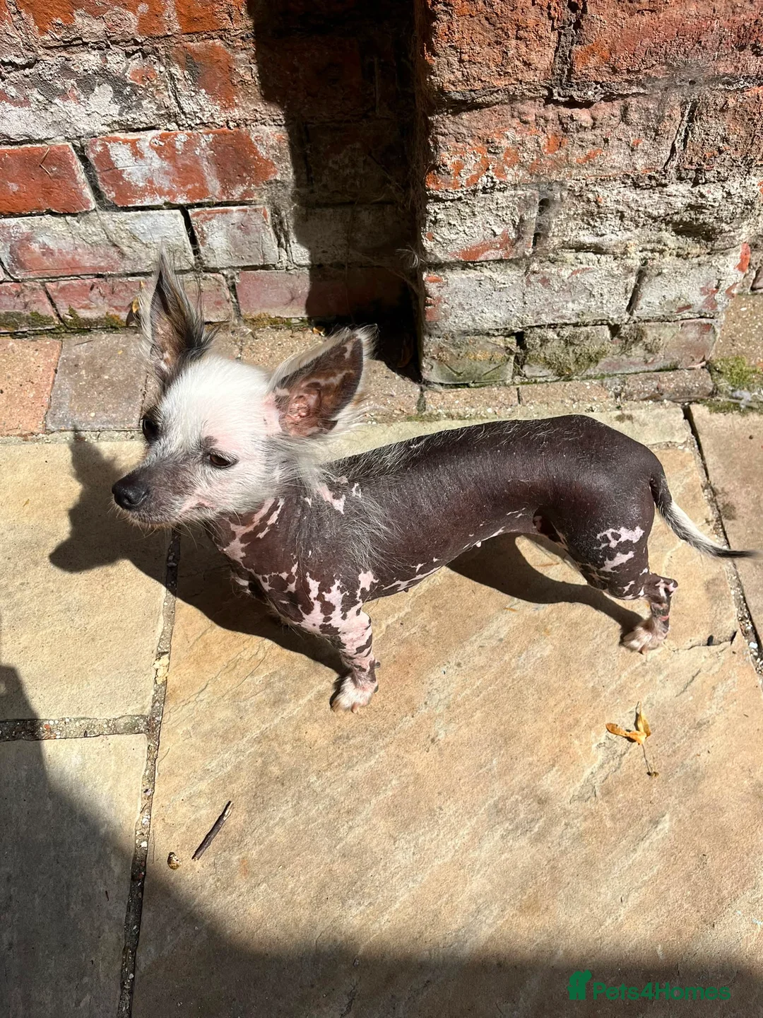 Mixed Breed dogs for sale: Hairless female Chinese chrested X chihuahua 5yo in Hull - Advert 2