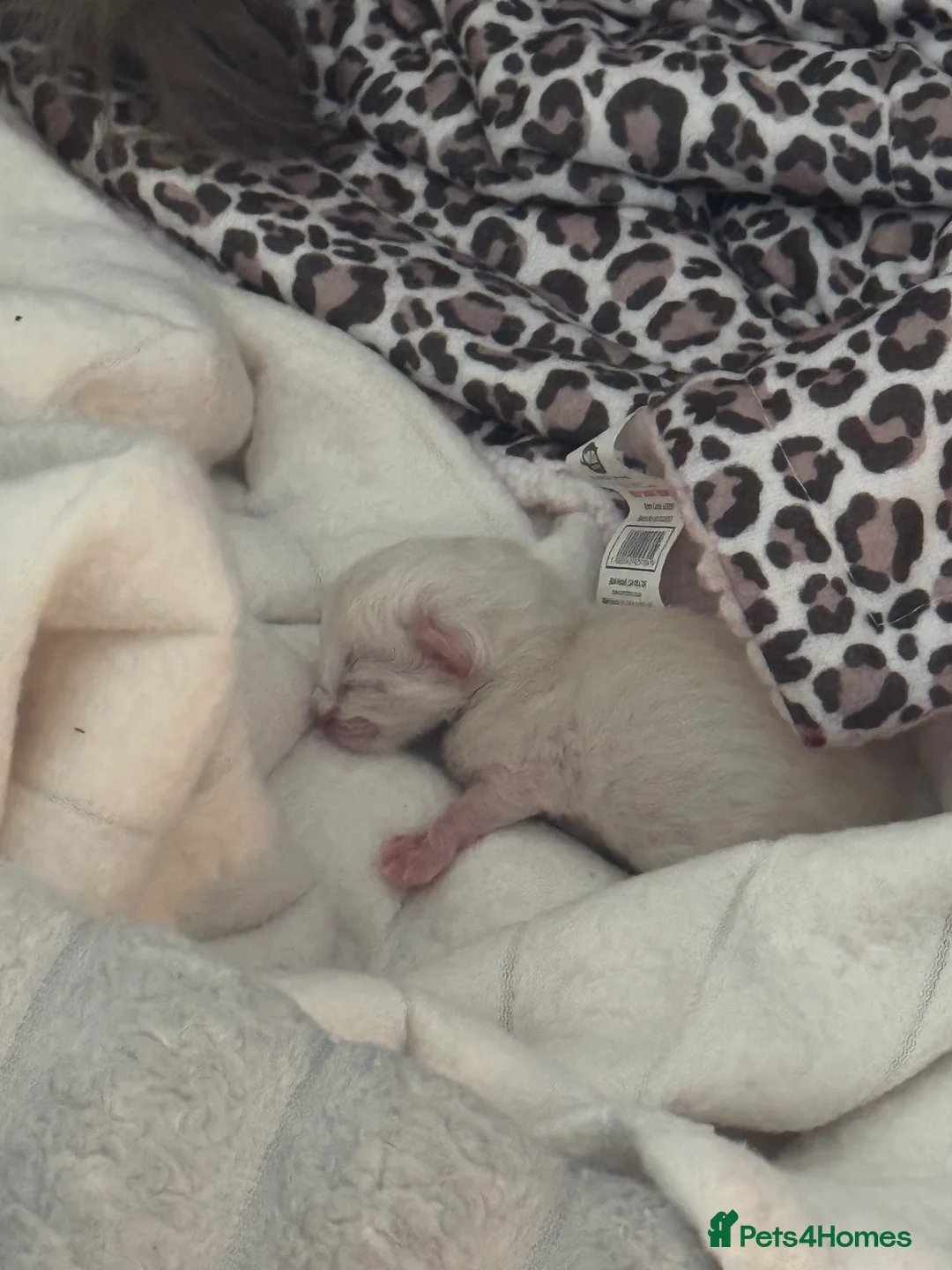 Ragdoll cats for sale: Pure breed ragdoll - Advert 6