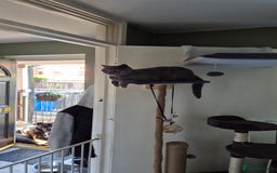British Shorthair cats for sale: Cat for sale  - Image 3