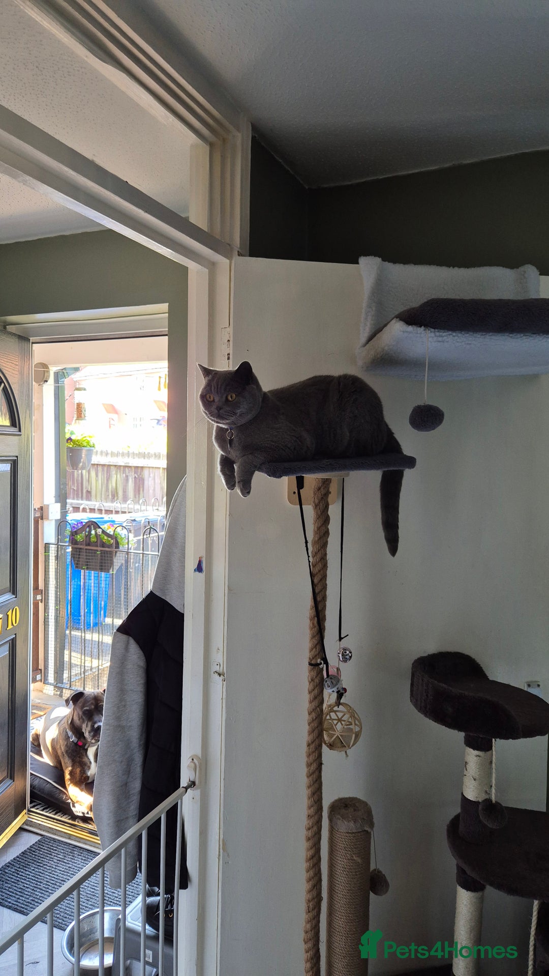 British Shorthair cats for sale: Cat for sale  - Image 3