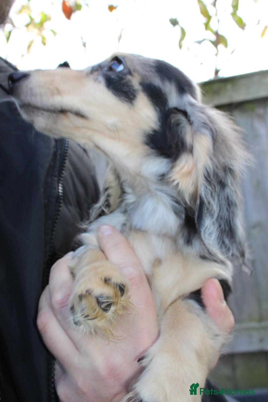 Miniature Dachshund dogs for sale: Long hair  - Advert 17