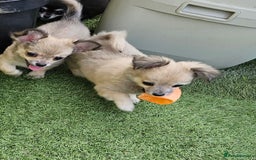 Chihuahua dogs for sale: Long coat Stunning K.C Reg. Puppies **READY NOW** - Image 15