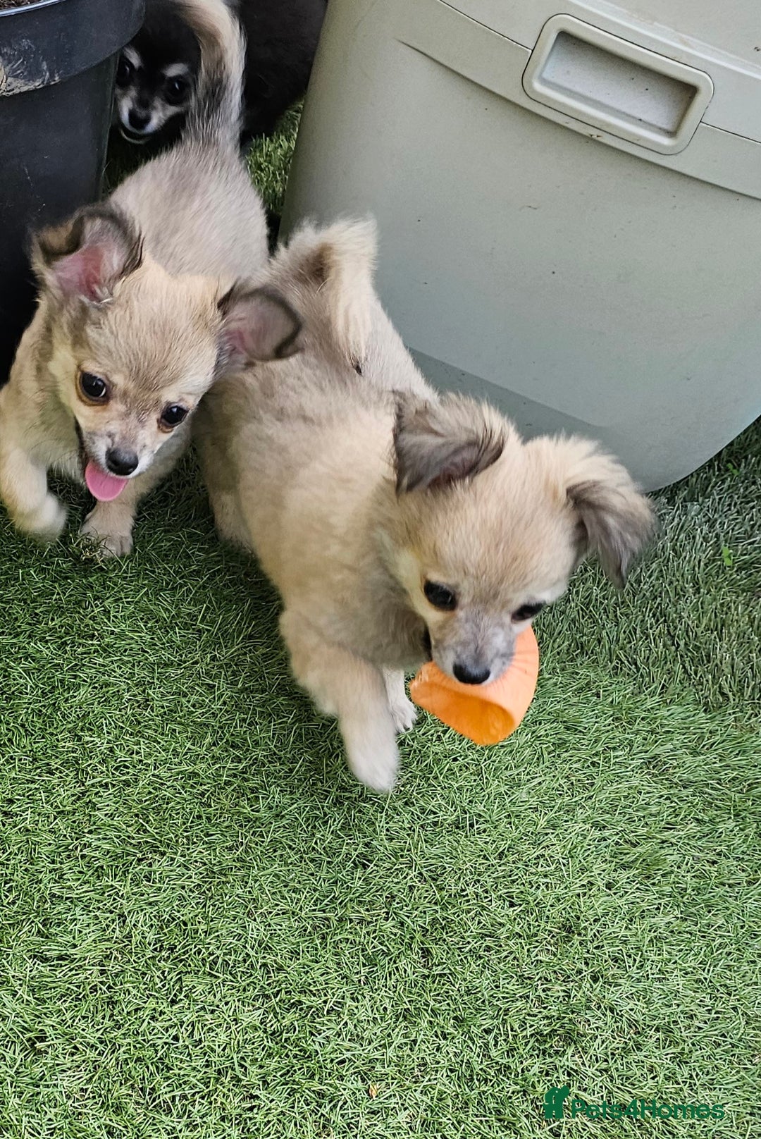 Chihuahua dogs for sale: Long coat Stunning K.C Reg. Puppies **READY NOW** - Image 15