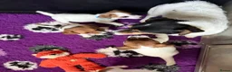 Jack Russell dogs for sale: Bred From Health Tested Parents - Advert 9