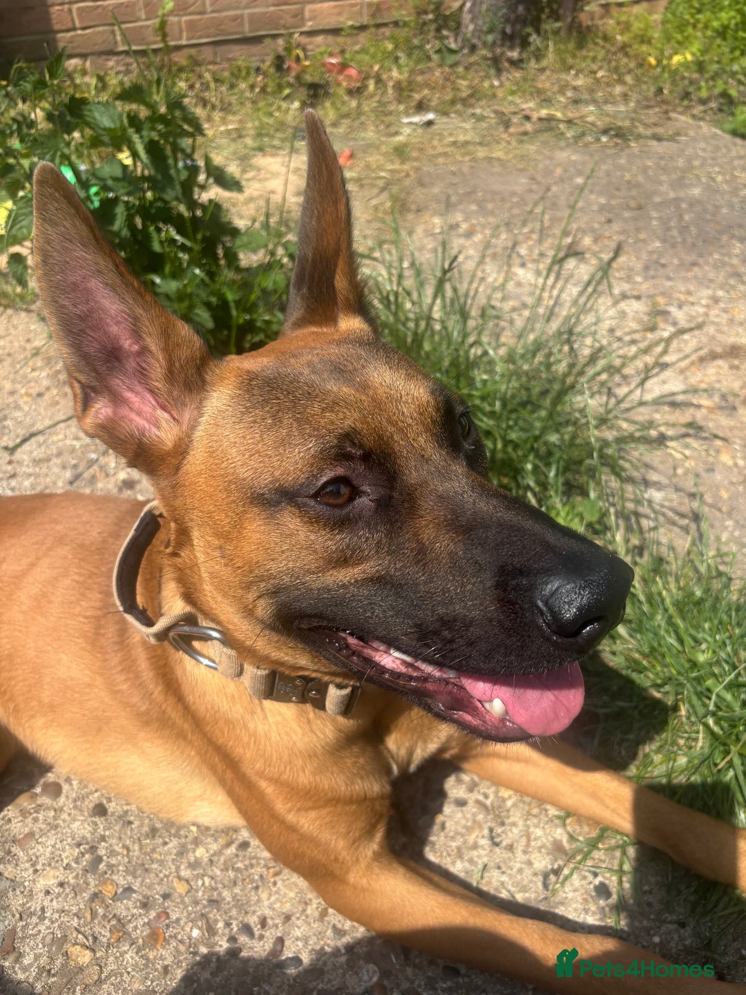 Mixed Breed dogs for sale: Belgium Malinios *DOG HANDLER ONLY* - Image 7