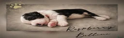 Old English Sheepdog dogs for sale: Fully health tested RKC Old English Sheepdog  - Advert 10