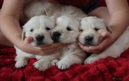 Golden Retriever dogs for sale: Extensively Health tested parents.Snowwhite Chunks - Image 7