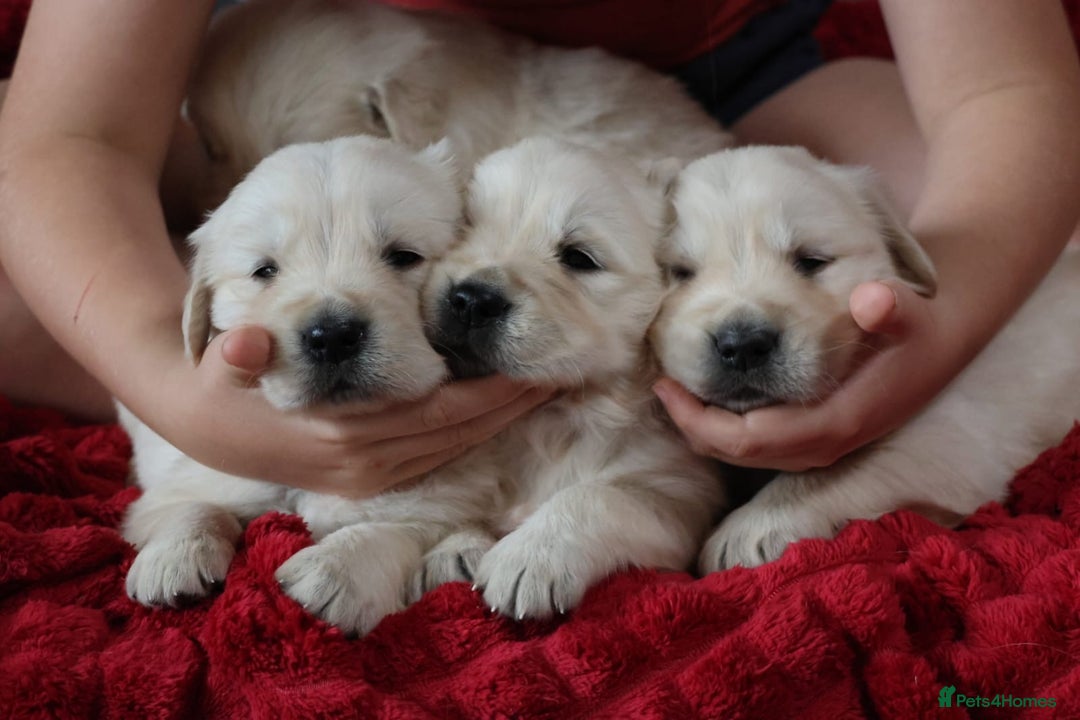 Golden Retriever dogs for sale: Extensively Health tested parents.Snowwhite Chunks - Image 7