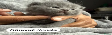 Edmund Honda