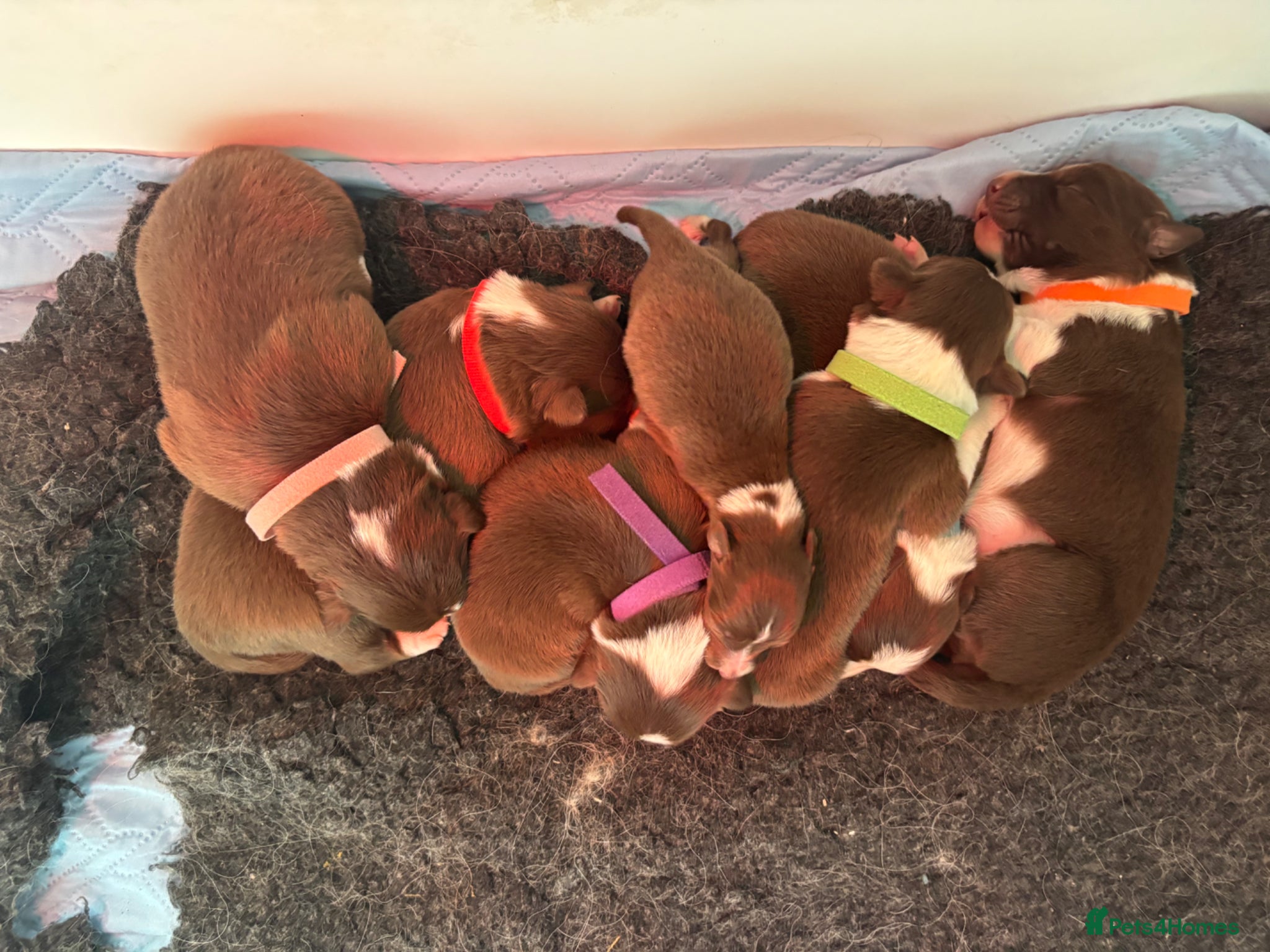 Border Collie dogs for sale: KC Registered 7 Red & White Border Collie Pups  - Advert 1
