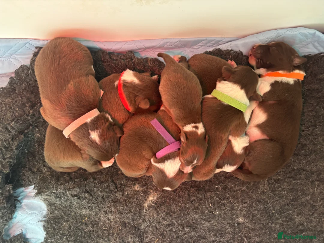 Border Collie dogs for sale: KC Registered 7 Red & White Border Collie Pups  - Advert 1