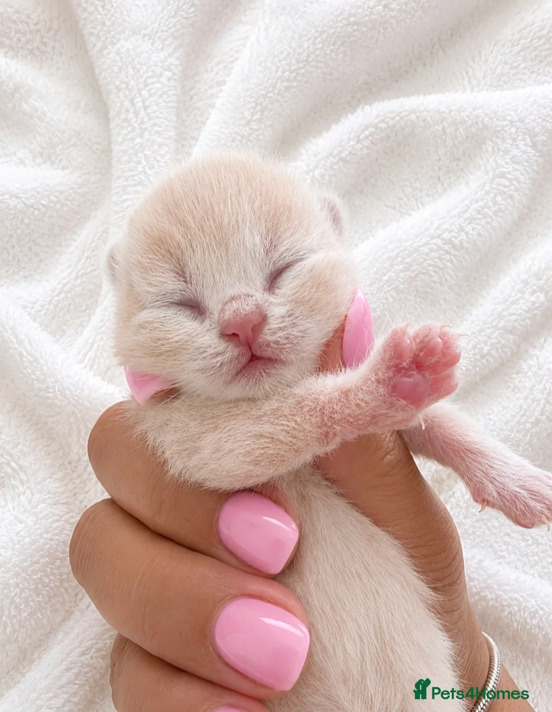 British Shorthair cats for sale: Supreme champion GCCF British Shorthair  - Advert 2
