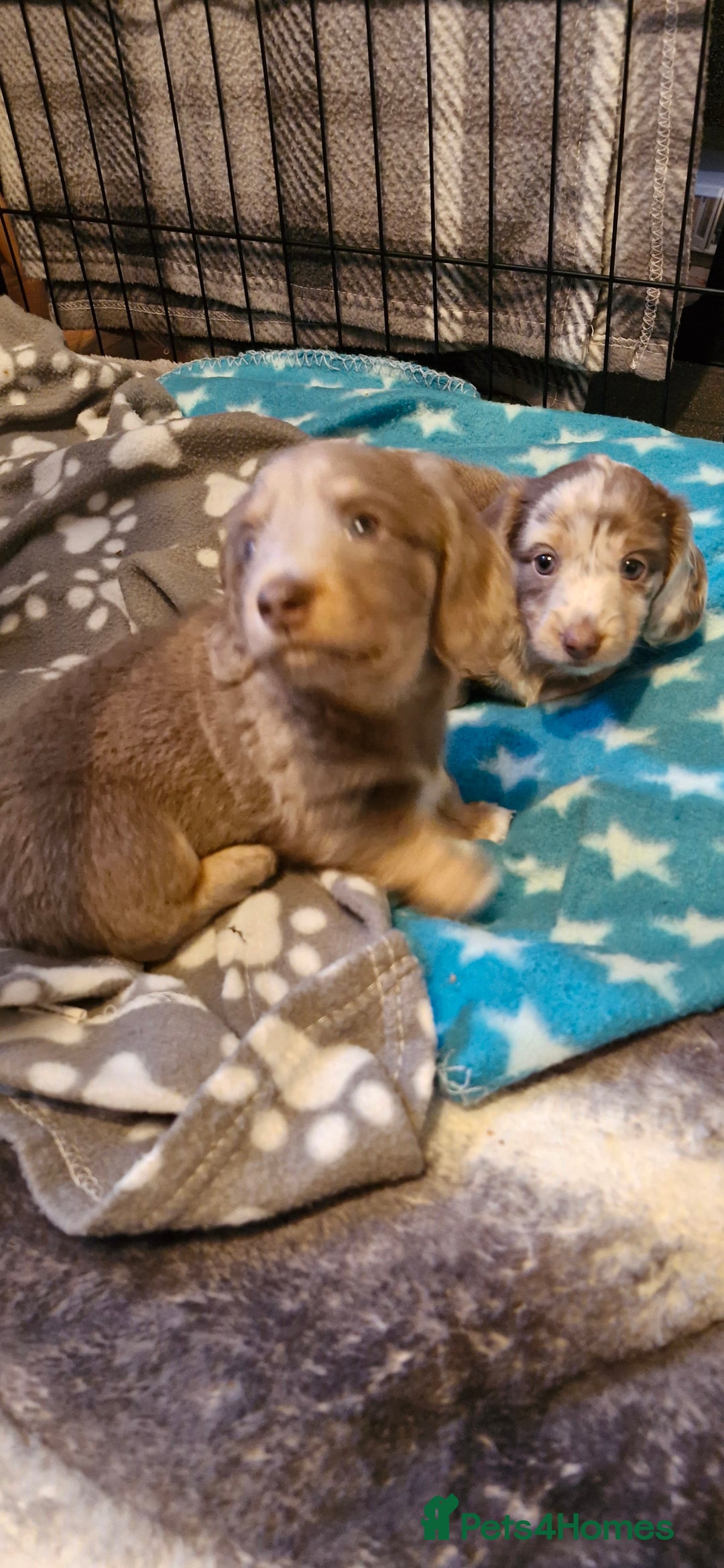 Miniature Dachshund dogs for sale: Longhaired miniature dachshunds  - Image 8