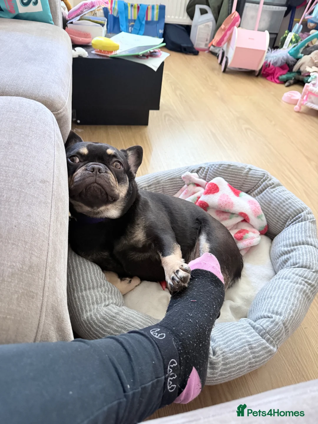 French Bulldog dogs for sale: French Bulldog – 2-Year-Old Female (Kiwi) 🐾 - Advert 2