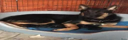 German Shepherd dogs for sale: German shepherd  in Slough - Advert 1