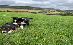 Border Collie dogs for sale: ⭐️ Border Collie Puppies ⭐️ - Image 8
