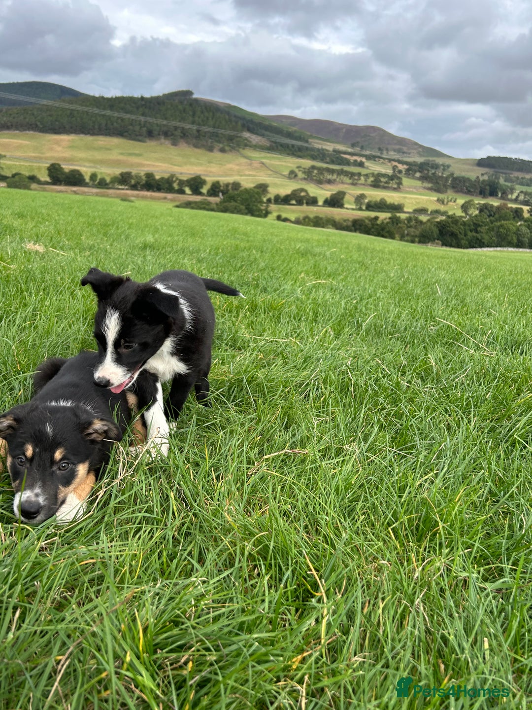 Border Collie dogs for sale: ⭐️ Border Collie Puppies ⭐️ - Image 8