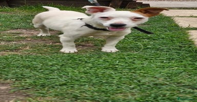 Jack Russell dogs - Advert 2